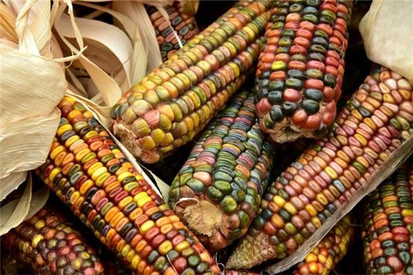 What the Omen of a Married Woman Dreaming of Corn Cobs