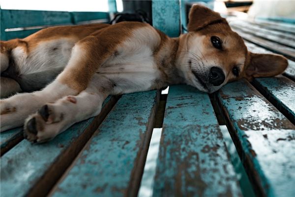 What the Omen of a Married Woman Dreaming of Killing a Dog