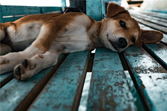 What the Omen of a Married Woman Dreaming of Killing a Dog