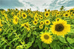 What the Omen of a Married Woman Dreaming of Sunflowers