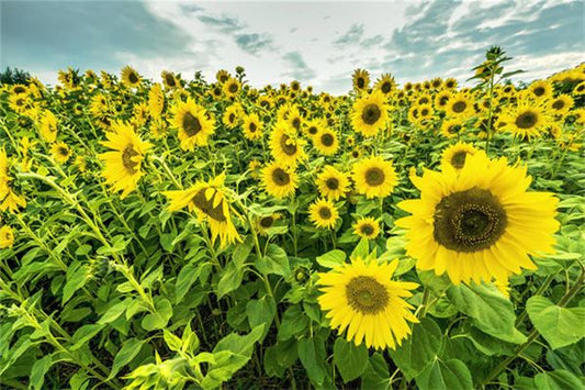 What the Omen of a Married Woman Dreaming of Sunflowers