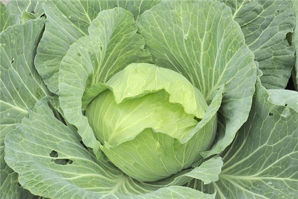 What the Omen of a Woman Dreaming of Cabbages