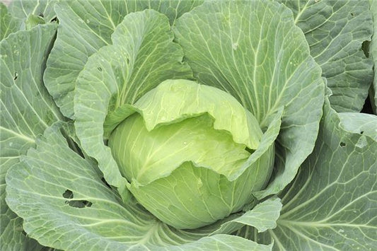What the Omen of a Woman Dreaming of Cabbages