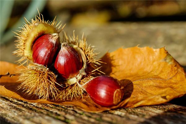What the Omen of a Woman Dreaming of Chestnuts Is
