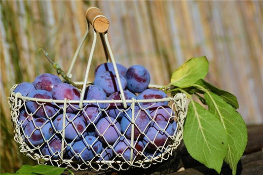 What the Omen of a Woman Dreaming of Ripe Plums