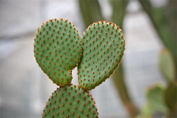 What the Omen of a Woman Dreaming of Thorny Plants