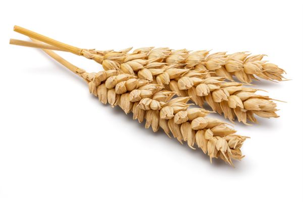 What the Omen of a Woman Dreaming of Wheat Grains