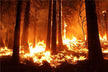 What the Omen of a Woman Dreaming of a Big Tree on Fire
