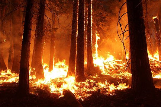 What the Omen of a Woman Dreaming of a Big Tree on Fire