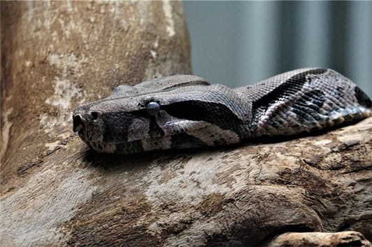 What the Omen of a Woman Dreaming of a Huge Python