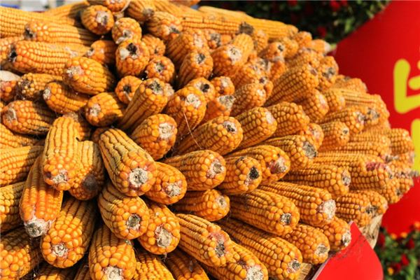 What the Omen of a Woman Dreaming of a Pile of Corn Cobs