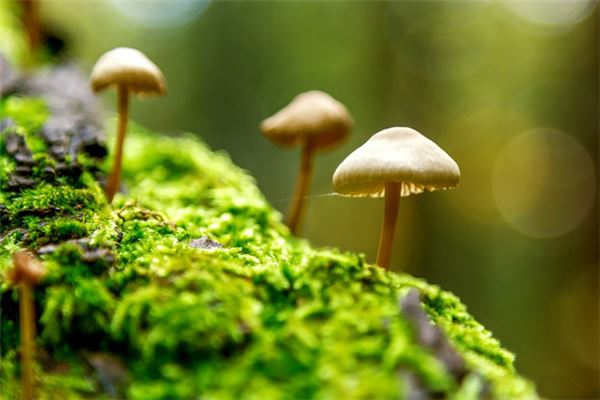 What the omen of Dreaming of Mushrooms?