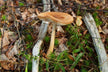 Woman Dreaming of Picking Wild Mushrooms - Omen?