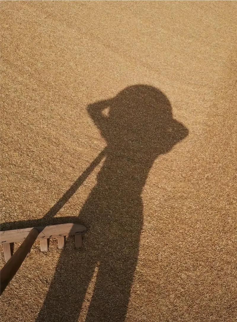 Woman Dreams Drying Millet on Ground - Omen?