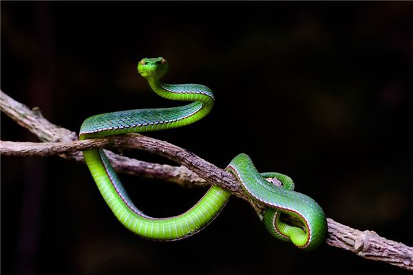 Woman Dreams of a Snake Coiling Around Her Left Arm?