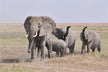Woman dreaming of being chased by an elephant - Omens?