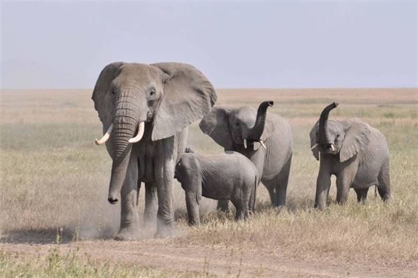 Woman dreaming of being chased by an elephant - Omens?