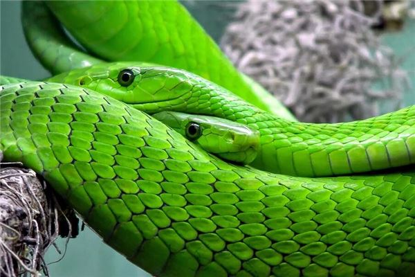 Woman dreaming of driving away a snake — omen?