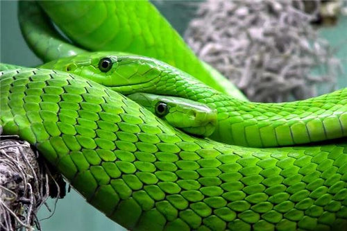 Woman dreaming of driving away a snake — omen?