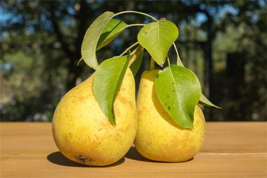 Woman dreaming of fruit-laden pear tree — omen?