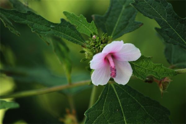Woman dreaming of picking beautiful wildflowers — omen?