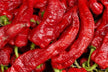 Woman dreaming of picking chili peppers in field — omen?