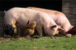 Woman dreaming of riding a pig and running — Omens?