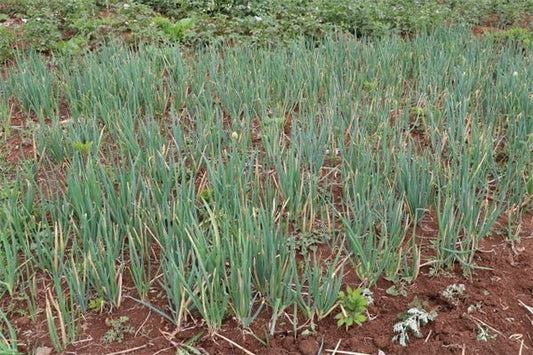 Woman dreaming of thriving green onions — Omen?