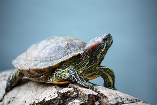 Woman dreaming of turtle biting hand — Omens?