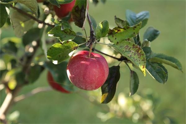 Woman dreams of apple-laden tree — omen?