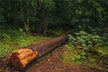 Woman dreams of big tree falling — omen?