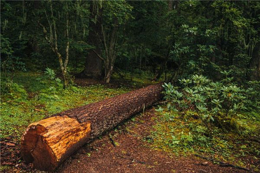 Woman dreams of big tree falling — omen?
