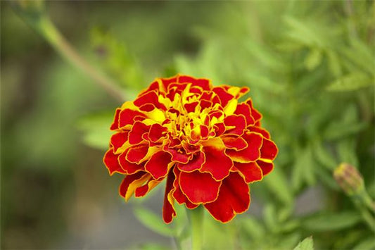 Woman dreams of blooming flowers — omen?