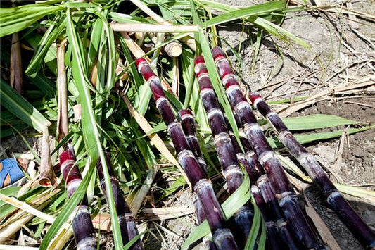 Woman dreams of buying sugarcane — omen?