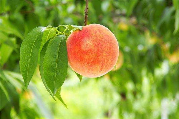 Woman dreams of fruit-laden peach tree — omen?