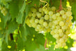 Woman dreams of picking grapes from tree — omen?