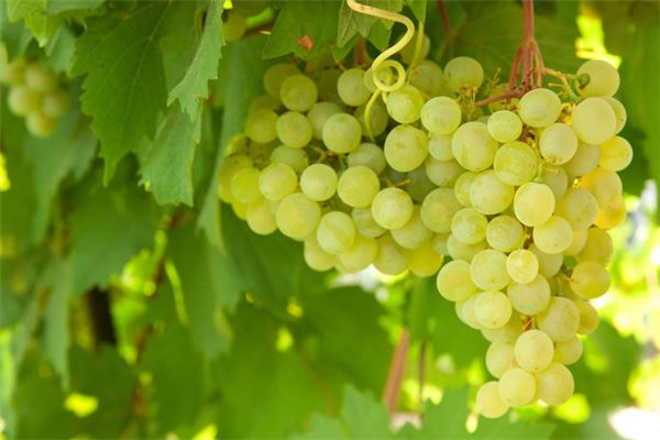 Woman dreams of picking grapes from tree — omen?