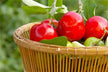 Woman dreams of picking eating large red cherries — omen?