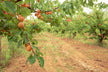 Woman dreams of ripe yellow apricots on tree — omen?