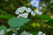 Woman dreams of tree blooming with white flowers — omen?