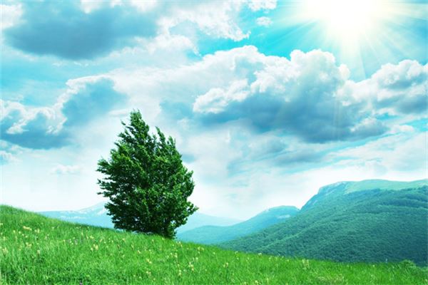 Woman dreams of tree inside house — omen?