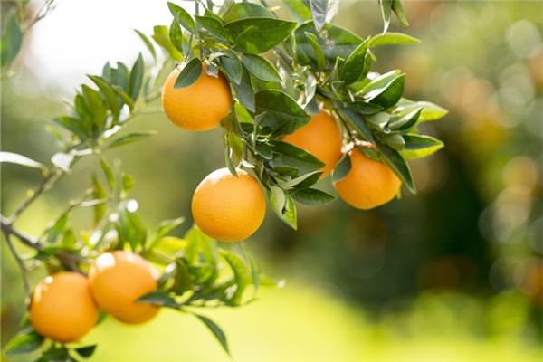Woman dreams of yellow oranges on tree — omen?