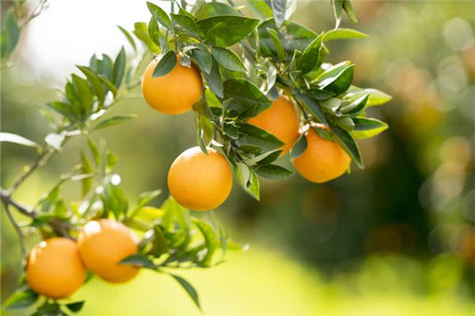 Woman dreams of yellow oranges on tree — omen?