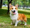 What does it portend to dream of animals talking?