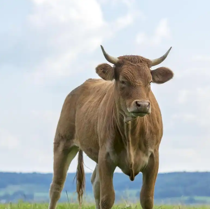 What does it mean if I dream that a cow is about to charge at me and I manage to dodge it?