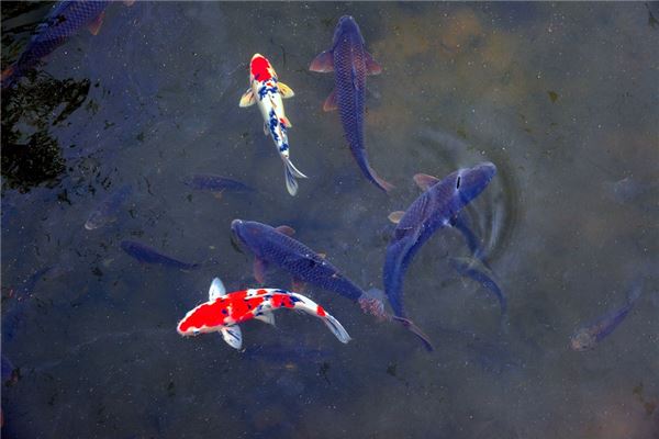 Dreaming of fishing — Zhou Gong dream interpretation Water element meaning