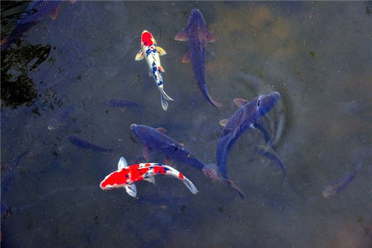 Dreaming of fishing — Zhou Gong dream interpretation Water element meaning