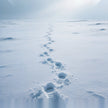 What Is the Omen of Dreaming of a Snowfield?