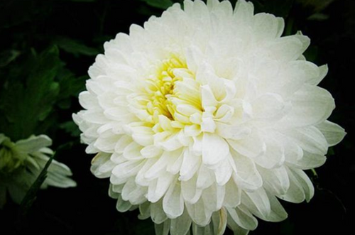 What is the omen of dreaming about one's deceased father?