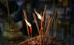 Taoist Zhuihun Zhou soul-summoning incantation ritual art